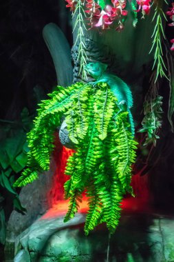 Güzel bir yeşil kertenkele bir ağaç dalı üzerinde oturuyor.