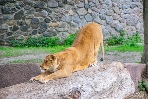 優雅なライオンは絵のように美しい動物園に住んでいます — ストック写真