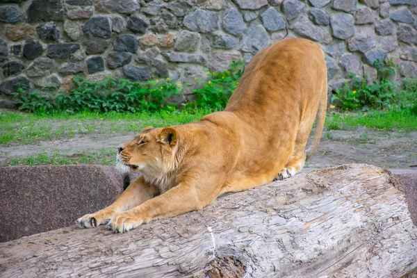 Gracieuze Leeuwin Leeft Een Schilderachtige Dierentuin — Stockfoto