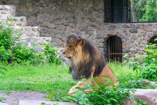 巨大なライオンは動物園の領土に休む — ストック写真