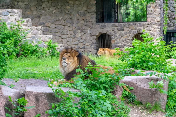 Огромные Львы Отдыхают Территории Зоопарка — стоковое фото