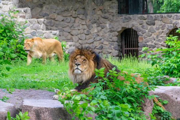 Enorme Leeuwen Rusten Het Grondgebied Van Dierentuin — Stockfoto