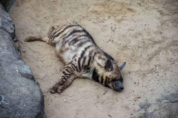 Een Goed Gevoed Volwassen Hyena Rust Het Warme Zand — Stockfoto