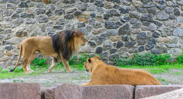 巨大なライオンは動物園の領土に休む — ストック写真