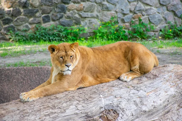 優雅なライオンは絵のように美しい動物園に住んでいます — ストック写真