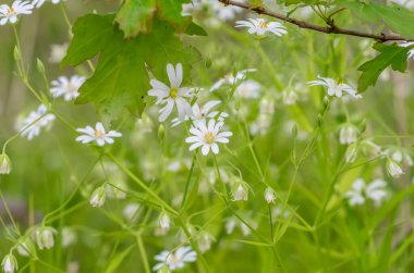 Yeşil çimenli taze bahar çiçekleri.