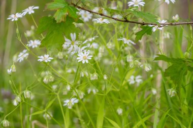 Yeşil çimenli taze bahar çiçekleri.