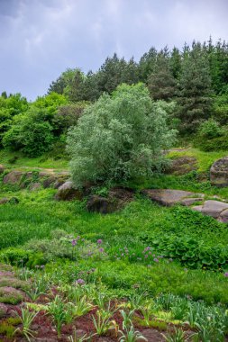 Yeşil ağaçlı güzel bir doğa manzarası