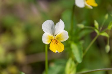 Yeşil çimenli taze bahar çiçekleri