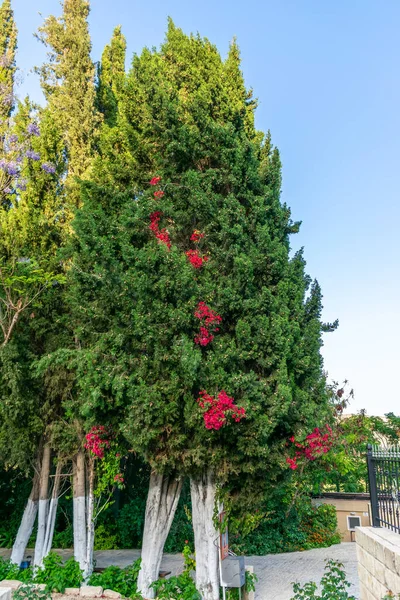 緑の木の上の花 — ストック写真