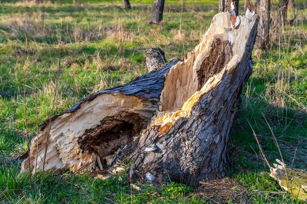 Arbre Cassé Pourri Dans Forêt — Photo