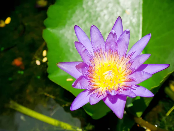 Purple Water Lily Yellow Pollen Blooming Pond Close Buddhist Holy — Stock Photo, Image