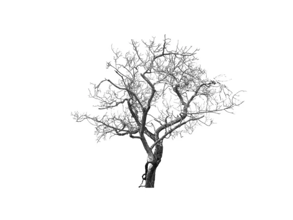 Black White Dead Tree Isolated White Background — Stock Photo, Image