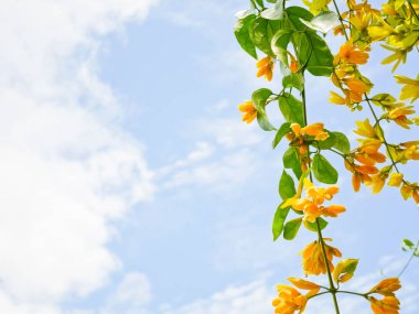 Mavi gökyüzü arka planında sarı çiçekler