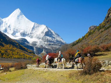 Travelers riding horses with snow-capped mountains on the background in Yading Nature Reserve, Sichuan, China clipart