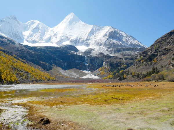 Görünüm Kar Kaplı Dağ Zirveleri Bharals Veya Mavi Koyun Alanında — Stok fotoğraf