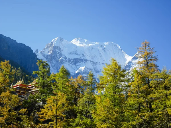Snow capped mountains with colorful autumn leaves and Chonggu monastery in Yading Nature Reserve, Sichuan, China. Snow mountain landscape.