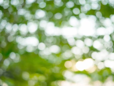 Yeşil Doğa bokeh arka plan bulanık