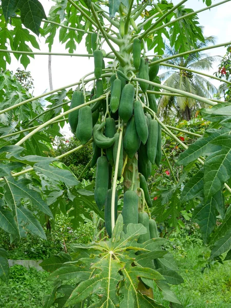 Yeşil olgunlaşmamış papaya meyveile Papaya ağacı