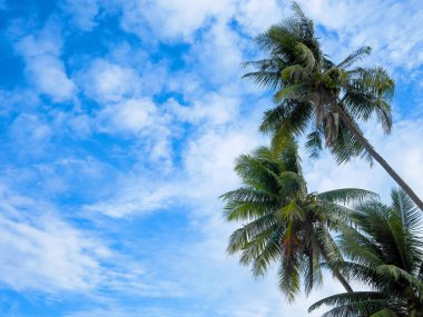 Hindistan cevizi palmiyeleri