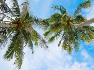 Hindistan cevizi palmiyeleri