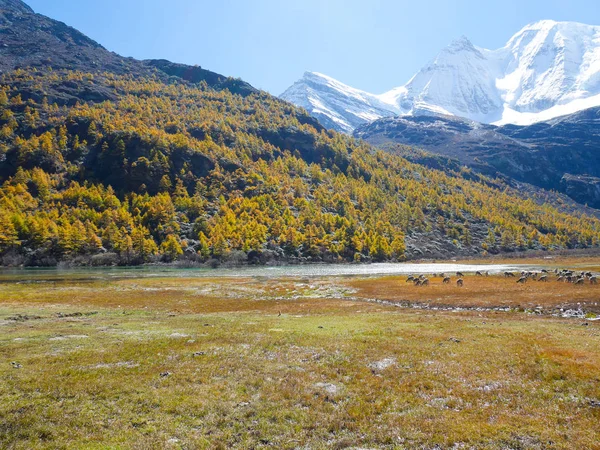 Karla kaplı dağ zirveleri ve bharals veya mavi koyun görünümü — Stok fotoğraf