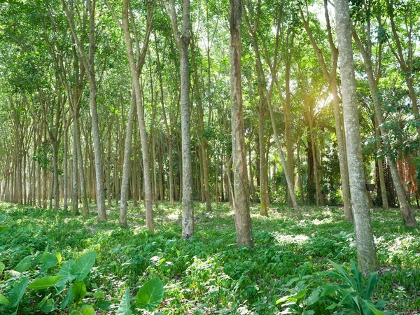 Pryžové stromy v lese pro sběr latexu. — Stock fotografie