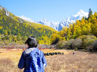 Çayırda otlayan öküzlere bakan bir turist.