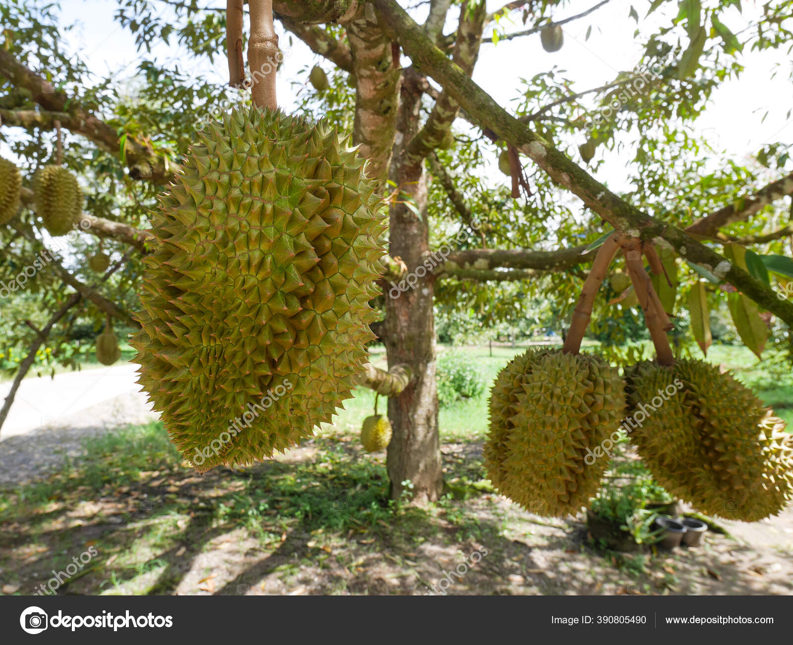 Durians Hanging Trees Durian Orchard Stock Photo by ©p_saranya 390805490