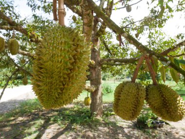 Durian bahçesindeki ağaçlardan sarkan Durianlar