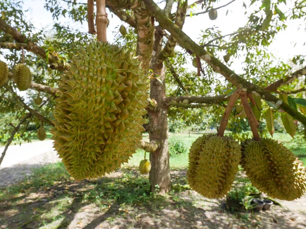Durianok Lógnak Fákról Duriai Gyümölcsösben Stock Kép