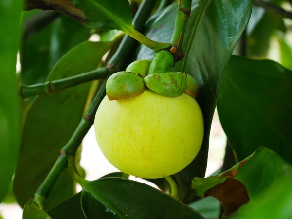 Fiatal Zöld Mangosztán Mangosztán Gyümölcsösben — Stock Fotó
