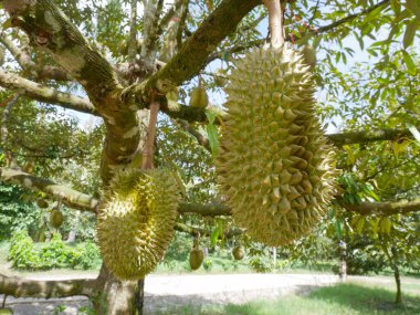 Durian bahçesindeki ağaçlardan sarkan Durianlar