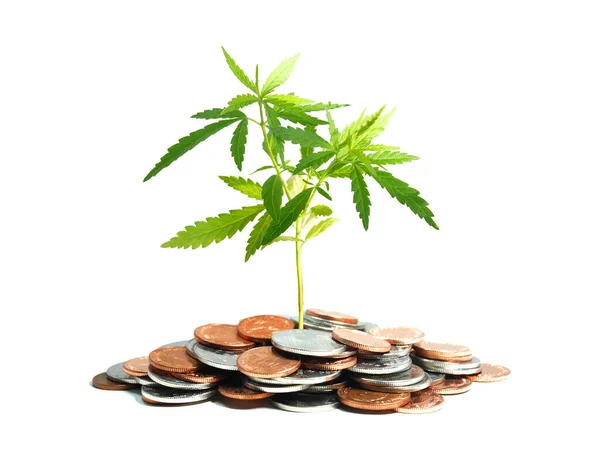 Beyaz arka planda izole edilmiş madeni para yığınları içinde büyüyen marihuana bitkisi