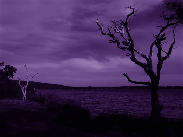 Dead trees by the sea at night in the moonlight. Halloween background.