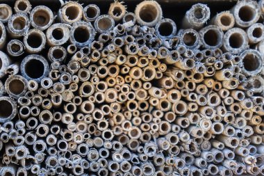 Sazlıklar ve delinmiş tahta levhalarla yapay böcek oteli.