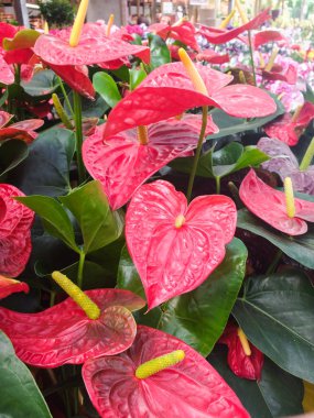 Anthurium, Anthurium Andreanum, güzel tropikal bitki kırmızı yaprakları, yaygın bahçelerin içinde kullanılan .