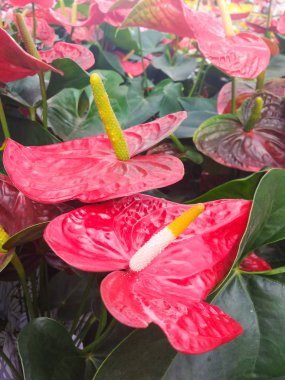 Anthurium Andreanum, arka planda yeşil yeşillik ile birkaç kırmızı anthuryumlar. Tropikal bahçe bitkiler.