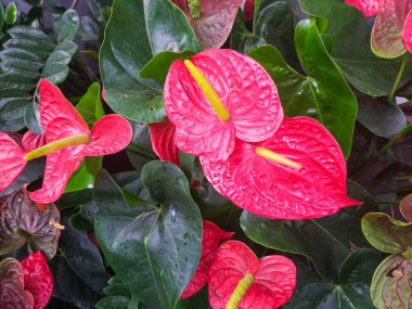 Anthurium Andreanum, yeşil yapraklı arka planda kırmızı Anthuryumlar. Tropikal bitkiler.