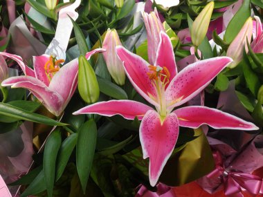 Lilyum. Beyaz sınırlar ve yeşil yaprakları arka plan ile güzel pembe lilyum.