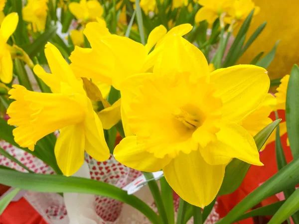 Narciso Primer Plano Flores Narciso Amarillo Jardín Con Vegetación Fondo —  Fotos de Stock