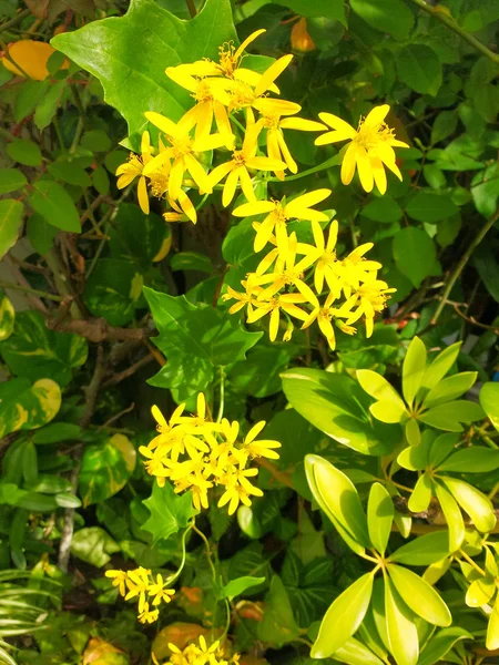 Alman Sarmaşık Veya Cape Ivy Sarmaşık Narin Sarı Çiçek Tarafından — Stok fotoğraf
