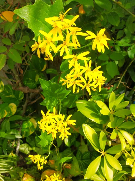 Gros Plan Avec Plusieurs Delairea Odorata Connu Sous Nom Lierre — Photo