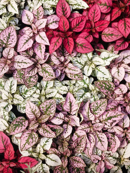 White Red Pink Foliage Hypoestes Phyllostachya Garden Plant Known Polka — Stock Photo, Image