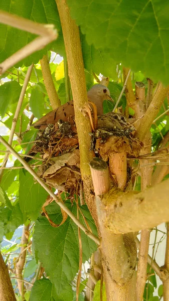 Nest Baum Mit Vögeln Mutter Und Zwei Jungen Bei Sonnigem — Stockfoto