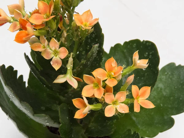 Nahaufnahme Von Blättern Und Orangenblüten Kalanchoe Blossfeldiana Wassertropfen — Stockfoto