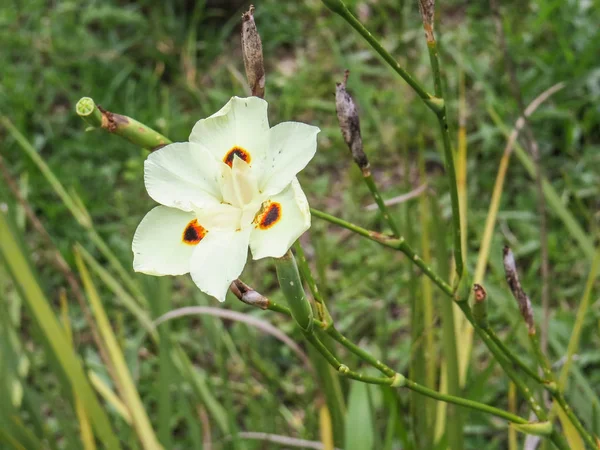 Närbild Buske Vackra Och Delikata Blommor Trädgården Dieter Bicolor — Stockfoto