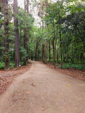 Toprak yolun ormanın ortasında yaz gün sarma..