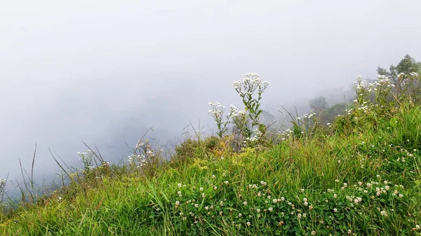 Küçük beyaz kır çiçekleri görünümünü puslu arka plan üzerinde.