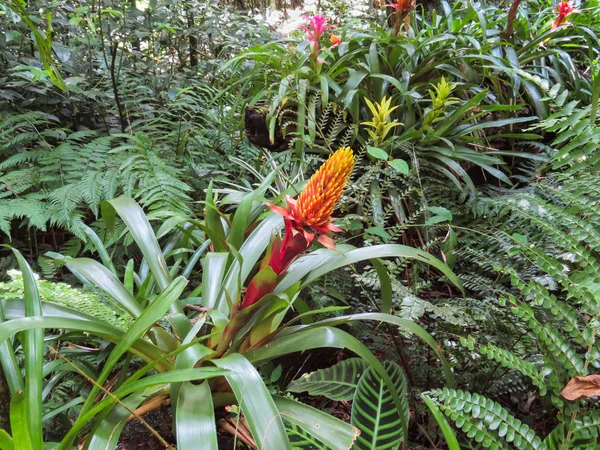 Tropikalny Ogród Bromelia Krzew Czerwonym Pomarańczowym Kwiatem — Zdjęcie stockowe